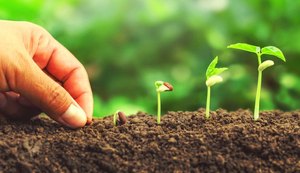 Dia do Meio Ambiente: Sementes de plantas nativas serão distribuídas gratuitamente na Rua Fechada