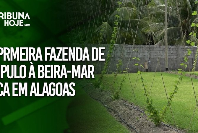 Primeira fazenda de lúpulo à beira-mar do mundo