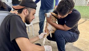 Ação itinerante promove serviços gratuitos para cães em situação de rua
