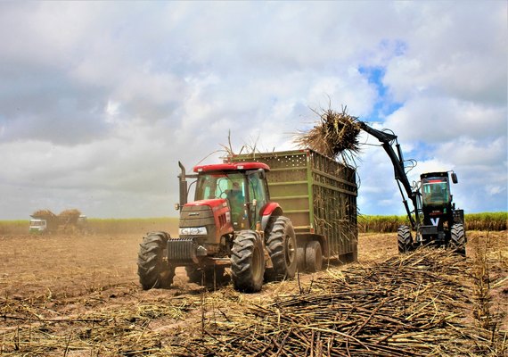 Usina Pindorama encerra safra com recorde de moagem, mesmo com as dificuldades climáticas