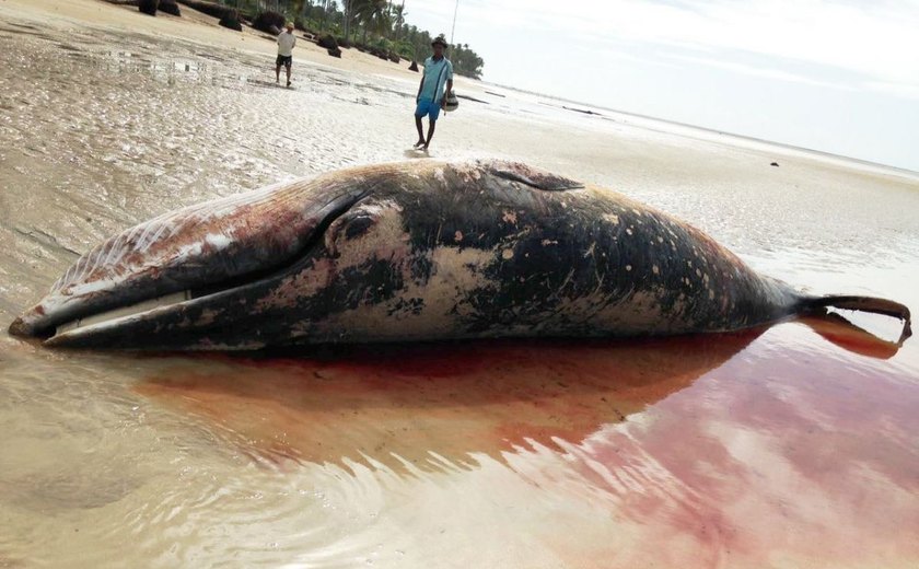 Baleia da espécie minke é encontrada morta em praia de Porto de Pedras