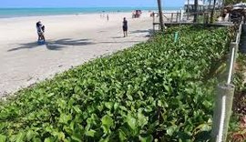 Uma obra que salvou um trecho de praia e devolveu a restinga em Ipioca