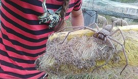 Aranha gigante é avistada em fazenda na Austrália