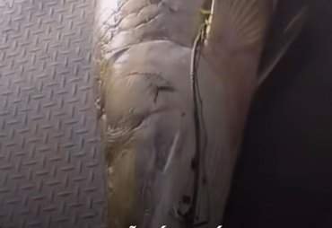 Pescador fisga pirarucu de 77 quilos em açude de Rio Largo e impressiona pelo tamanho