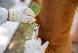 Saúde de Maceió reforça importância da vacinação de cães e gatos contra a raiva