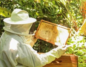 Empresa Fernão Velho reabre visitas com experiência única sobre abelhas nativas em área de proteção ambiental