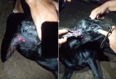 Mais um ataque misterioso a animal no interior de Alagoas