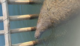 Nasce filhote de peixe-boi no Rio Tatuamunha, em Porto de Pedras