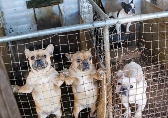 CRMV-AL reforça os cuidados preventivos com cadelas e gatas