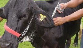 Pecuaristas iniciam vacinação contra febre aftosa em Alagoas