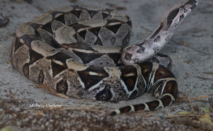 IMA alerta: como agir em caso de picadas de serpentes e o que fazer ao encontrar esses animais