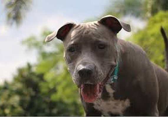 Pitbull ataca duas mulheres em residência em Maceió
