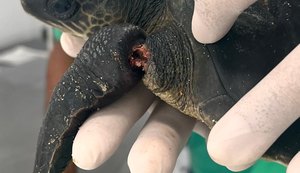 Filhote de tartaruga marinha é resgatado com nadadeiras mutiladas por rede de pesca em Maceió