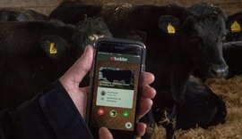 'Tinder para vacas' permite a produtor buscar o gado que deseja