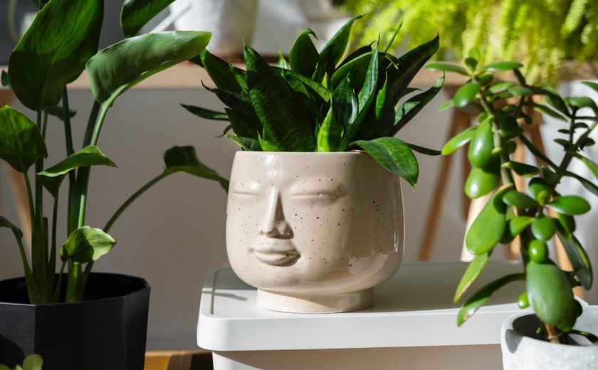 Conheça as vantagens de ter plantas em casa e os impactos no bem-estar