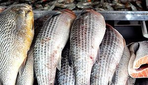 Índice de fraudes na venda de pescado chega a 21% em 12 estados e no DF