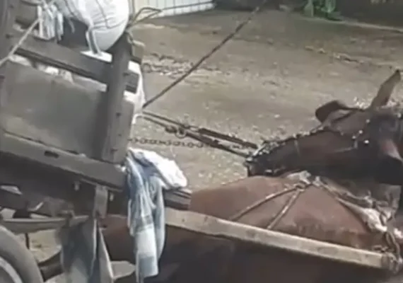Cavalo morre eletrocutado após fiação elétrica cair sobre ele na Levada