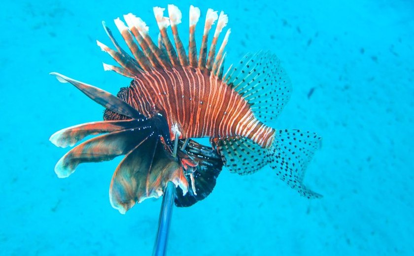 Pesquisadores da Ufal seguem com ações de monitoramento do peixe-leão
