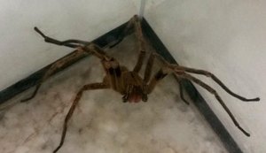 Pesquisa com veneno de aranha pode encontrar solução para disfunção erétil