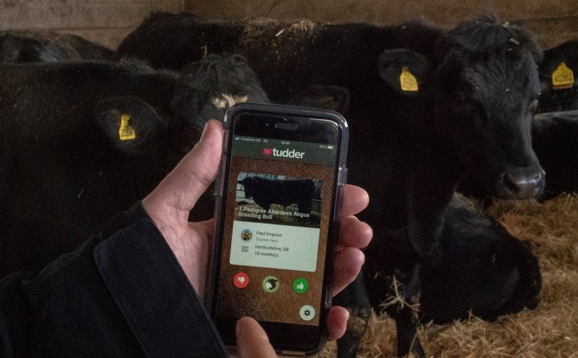 'Tinder para vacas' permite a produtor buscar o gado que deseja