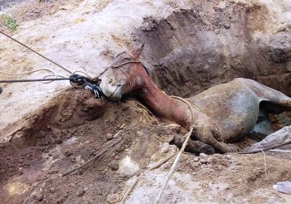 Égua cai em fossa de 5 metros de profundidade e é resgatada com vida pelos Bombeiros