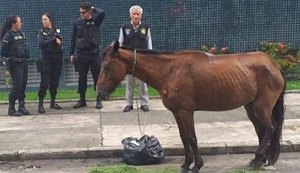 Carroceiro vai responder por maus-tratos após abandonar égua na Ponta Verde
