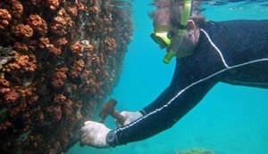 Suspeita de invasão do coral-sol acende alerta de órgãos em Alagoas
