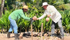 Coopaiba amplia a agroindústria, processa 6 milhões de frutos e fortalece um ecossistema de oportunidades no campo