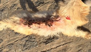 PM prende mulher por maus-tratos contra cachorro em Cajueiro