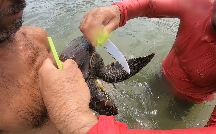 No lugar certo e na hora certa: presidente do Biota salva tartaruga marinha capturada acidentalmente