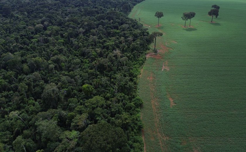 Brasil reduz em 42% perdas florestais em 2025, aponta estudo