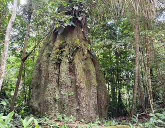 Congresso terá sete em cada dez parlamentares contra agenda ambiental