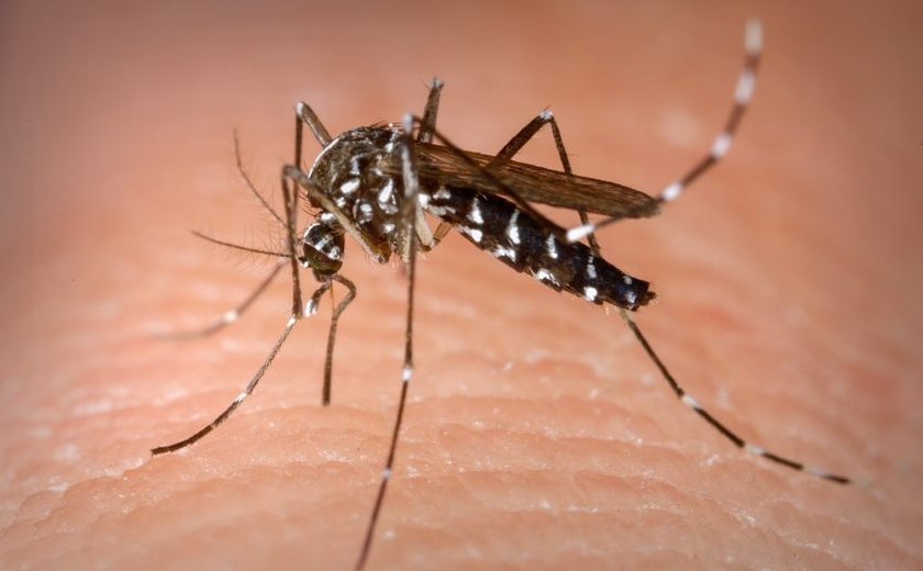 Alagoas tem a 2ª maior taxa de dengue do Nordeste