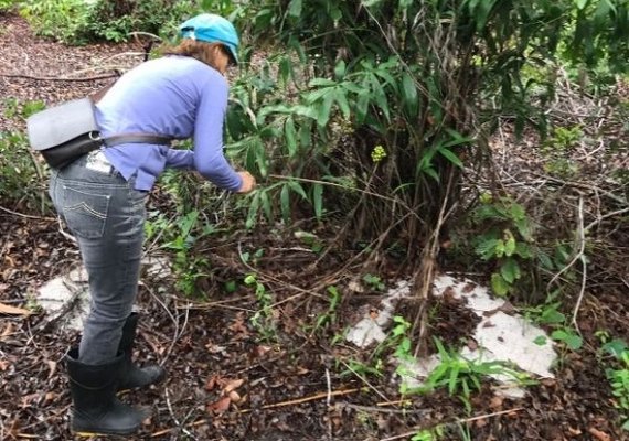 IMA faz coleta para investigar ácaro vermelho em palmeiras nativas