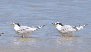 Estado do Rio registra terceiro caso de gripe aviária