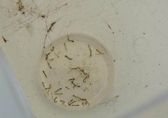 Casos prováveis de dengue aumentam em Alagoas
