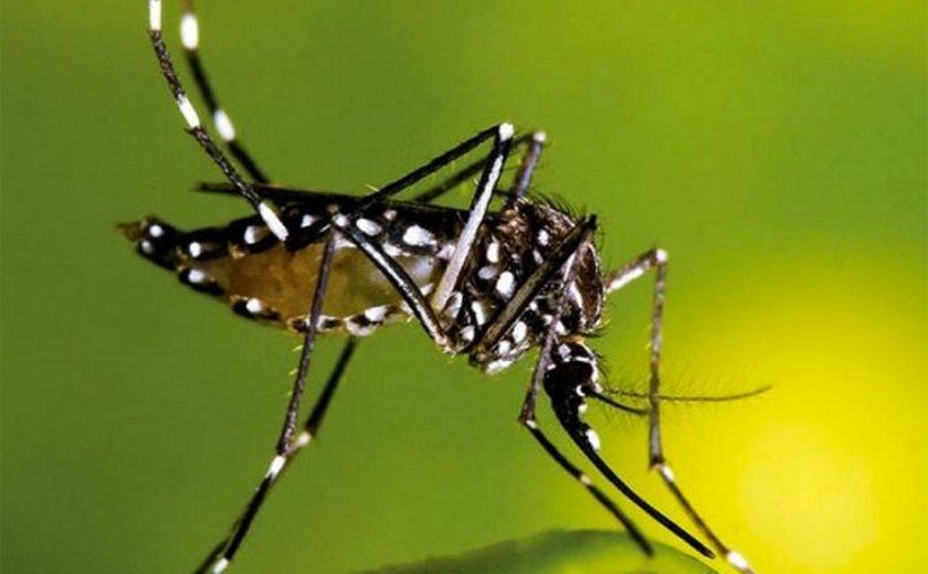 Número de casos de dengue em Alagoas sobe 981%