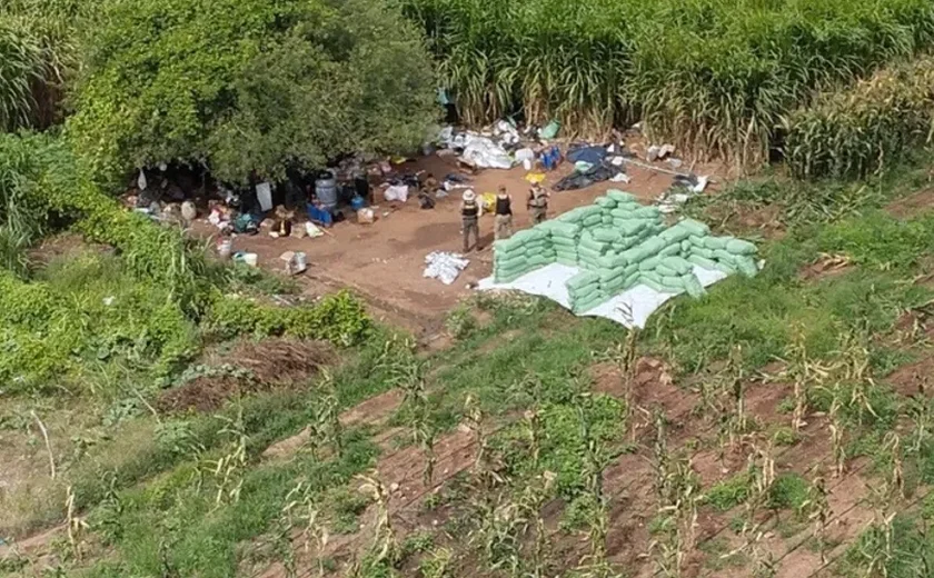 Operação da PF apreende 2 toneladas de maconha na divisa de Alagoas e Bahia