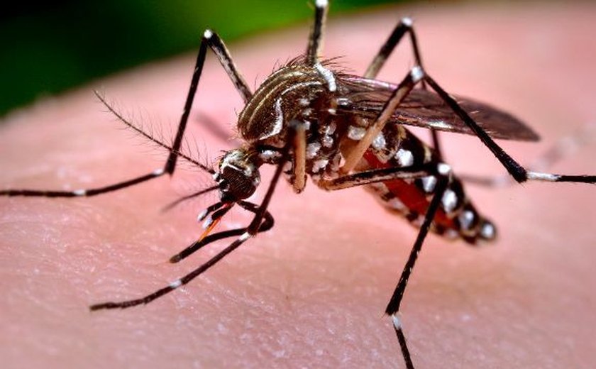 População deve redobrar cuidados com o Aedes aegypti no verão