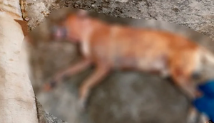 Tutora será responsabilizada por morte de cão após ataque de Pit bulls