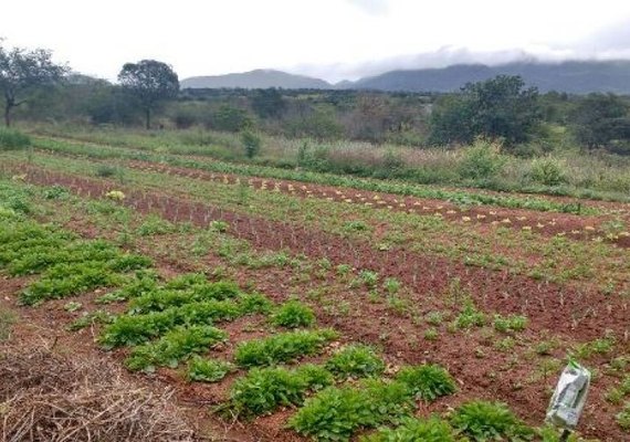 Sancionada, com vetos, lei de apoio à agricultura familiar