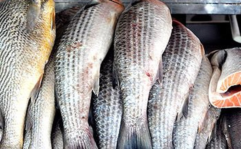Índice de fraudes na venda de pescado chega a 21% em 12 estados e no DF