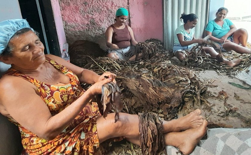 Em Arapiraca, mulheres elevam renda familiar com destalação de fumo