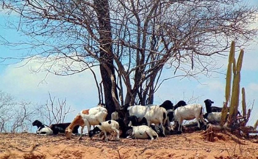 Alto Sertão é responsável por 30% da criação de cabras em Alagoas