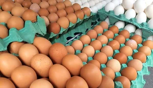 Ovos de granja com caso de gripe aviária estão rastreados, diz Mapa