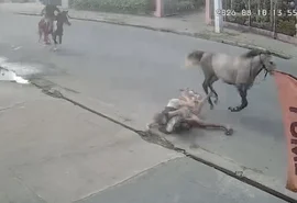 Casal cai de cavalo durante trajeto em alta velocidade em Arapiraca