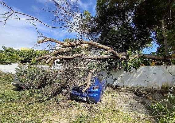 Árvore cai em veículos estacionados em condomínio no bairro da Jatiúca