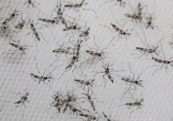 Mosquitos do ‘bem’ combatem a dengue