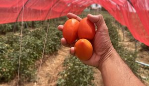 Projeto inovador apoiado pelo Governo de Alagoas aumenta a produção de tomates em 14 toneladas