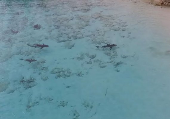Drone flagra criança mergulhando com quatro tubarões; assista